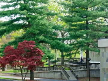 fir trees near Adams Library