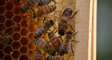 Bees in honey comb