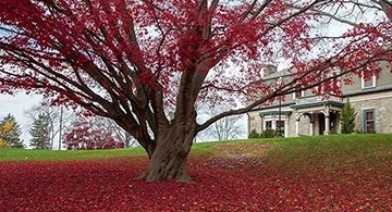 Tree in front of Admissions building with beautiful, falling red leaves