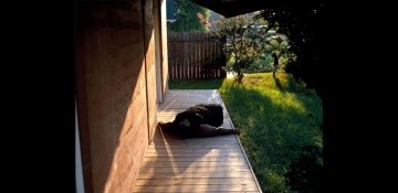 dog laying on wooden walkway